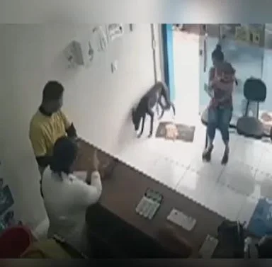 Machucado, cão entra sozinho em clínica veterinária e recebe ajuda