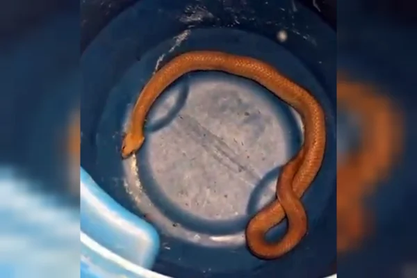 Polícia resgata serpente escondida em buraco próximo à escola no DF