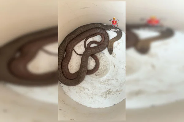 Susto grande: cobra aparece dentro de carro e assusta motorista no DF