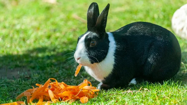 Páscoa consciente: por que coelhos não devem ser dados como presente