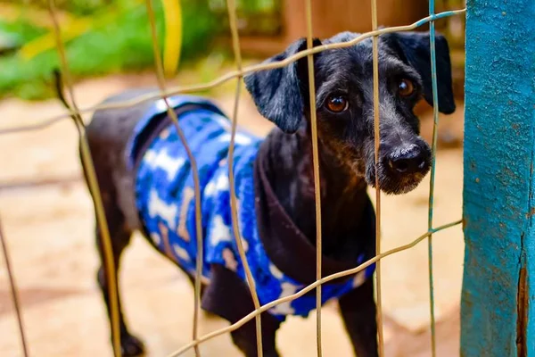 Cães acorrentados e sem comida: PCDF atuou em mil denúncias de maus-tratos a animais