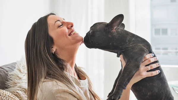 Foto colorida de cão buldogue lambendo rosto de tutora