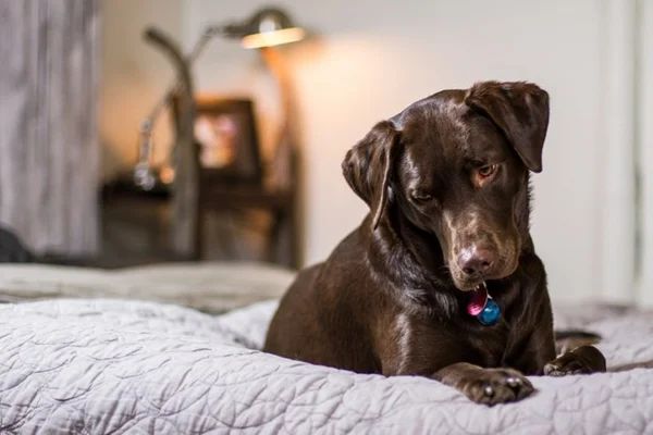 Cachorro em cima da cama