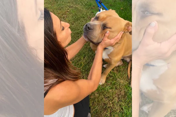 Pitbull resgatado