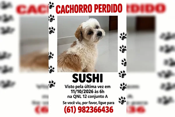 Onde está Sushi? Família procura por cachorro que fugiu em Taguatinga