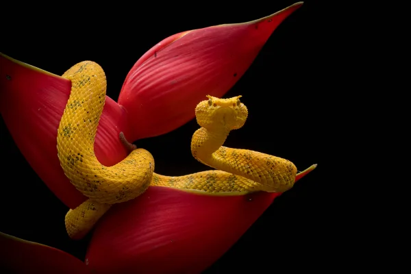 Imagem mostra uma cobra amarela com pequenas formações ao redor dos olhos que lembram cílios, enrolada em uma planta tropical - Metrópoles