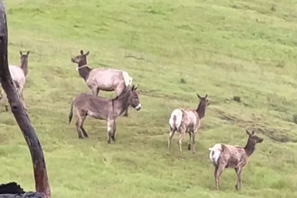 Imagem colorida do burro Diesel na Califórnia, Estados Unidos