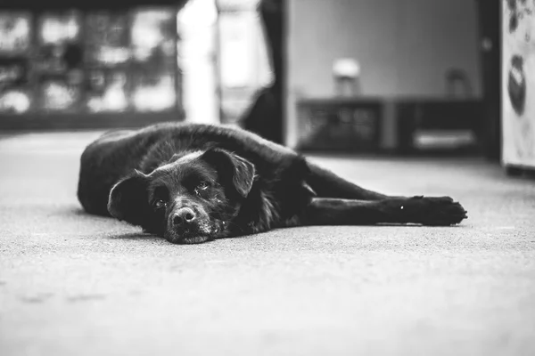 Amor a toda prova: adotar um cão adulto é excelente escolha; entenda