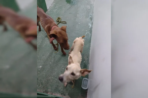 cachorros desnutridos