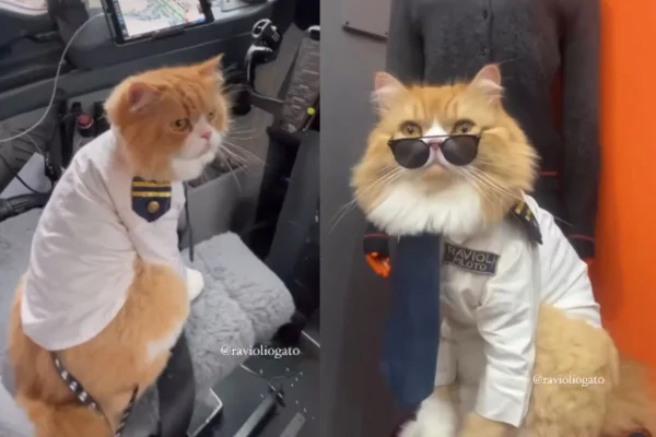 Montagem de duas imagens coloridas de gato amarelo peludo vestido de piloto