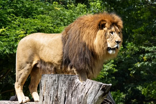 leão zoológico de BH