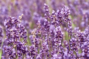 Lavender: Reduces anxiety and stress during menopause
