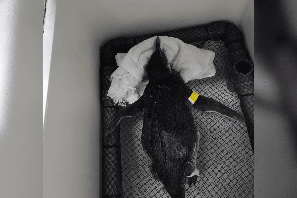 A chegada desses animais é comum na região durante o período de migração na Patagônia, na Argentina e no Chile. A chegada desses animais é comum na região durante o período de migração na Patagônia, na Argentina e no Chile.