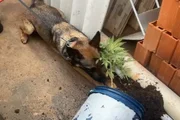K-9 acha cultivo de maconha K-9 acha cultivo de maconha
