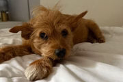 A cadela Ruthie