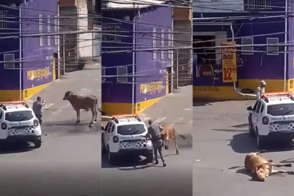 Pm apontando arma para um boi no meio da rua. Boi morto