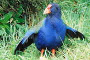 Hoje, o takahē é considerado um verdadeiro tesouro da Nova Zelândia