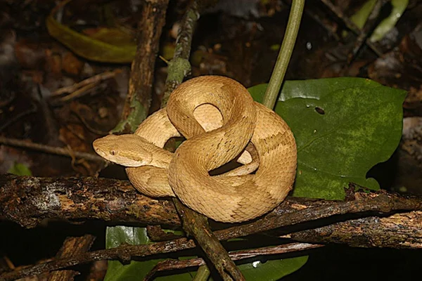 cobra serpente jararaca ilhoa itanhaem sao paulo (4)