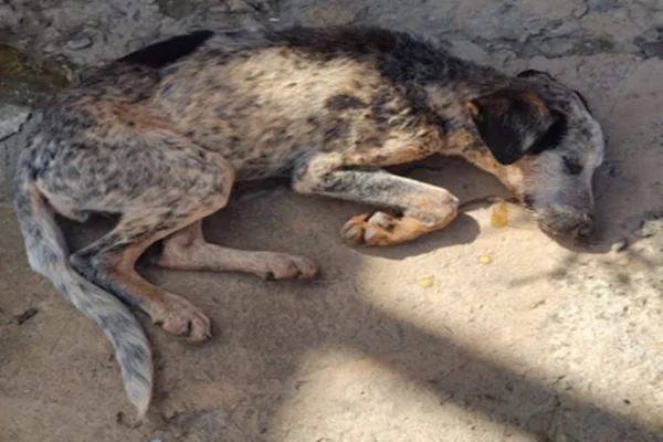 Abandonada, cachorrinha morre envenenada no mesmo dia em que encontrou novo lar 