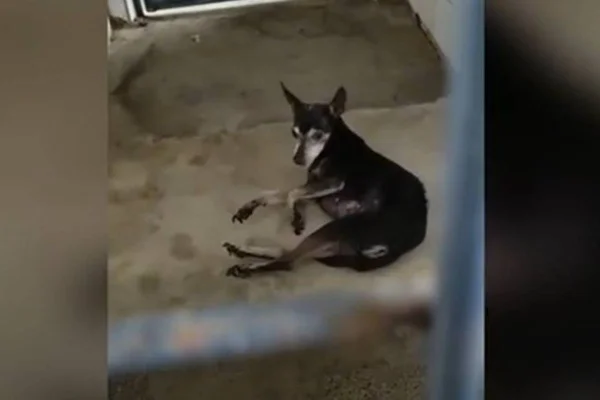 Cachorro