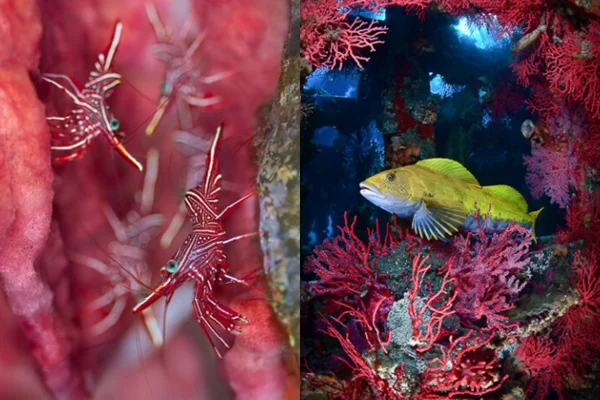 Fotos vencedoras de concurso de fotografia animal encantam a web; veja