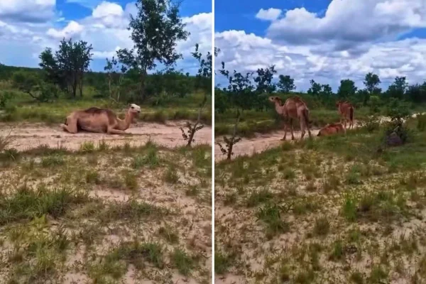 Camelos no Jalapão