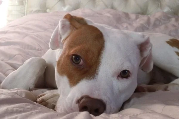 Após ser rejeitado 5 vezes, cãozinho surdo aprende língua de sinais