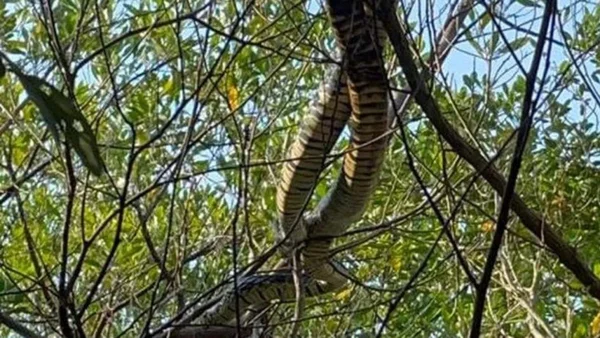 Fotografia colorida de duas cobras se enrolando em cima de uma árvore em Florianópolis
