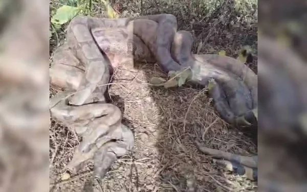 imagem colorida romeiros flagram cobras trindade goias