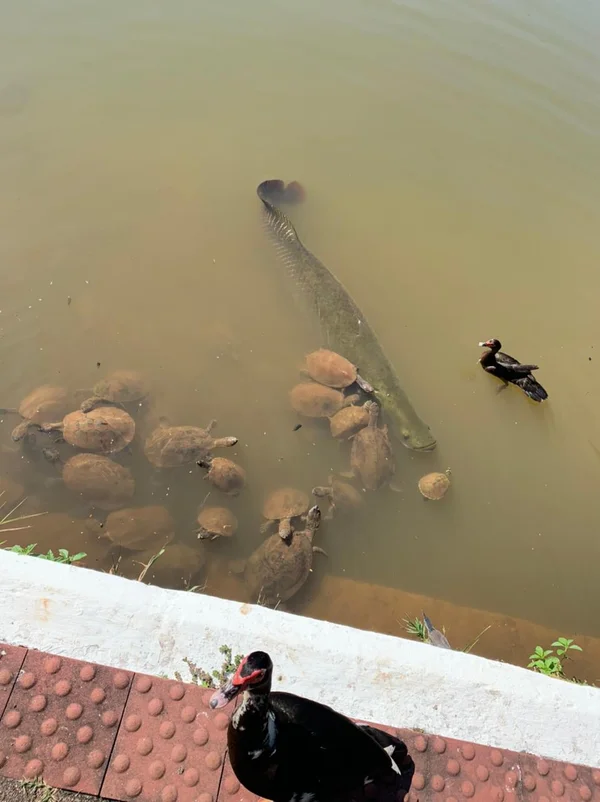 goias piracucu em lago de parque em goiania
