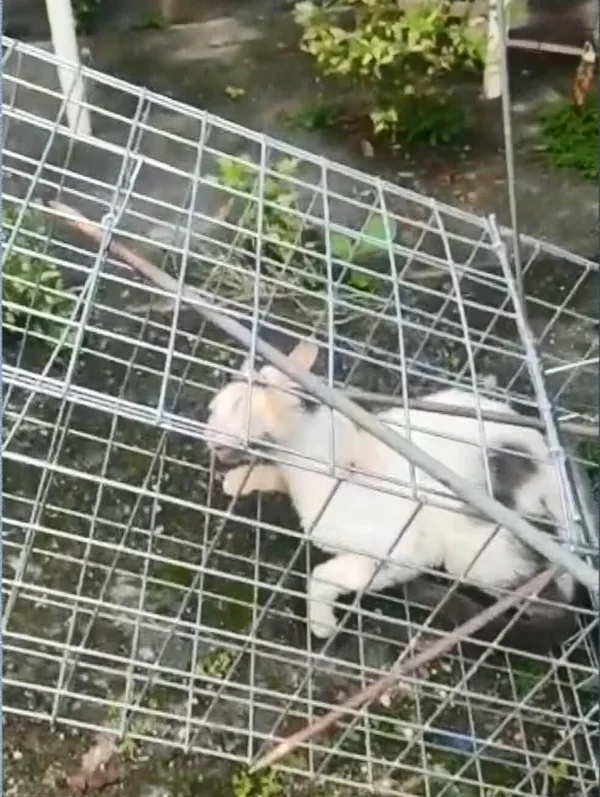 Gato é resgatado com vergalhão na cabeça após maus-tratos