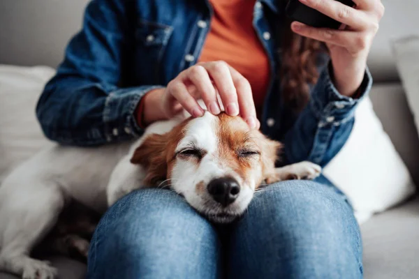 cachorro deitado no colo de uma pessoa recebendo carinho