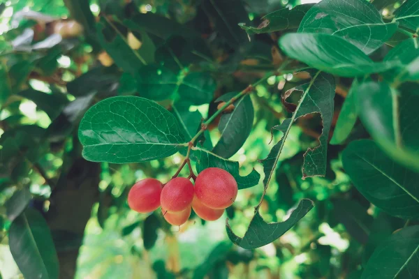 Foto colorida de fruta do milagre - Fruta do milagre: conheça o fruto que transforma sabor azedo em doce