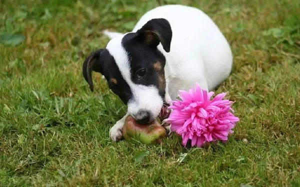 Cachorro - pera - pet - alimentação