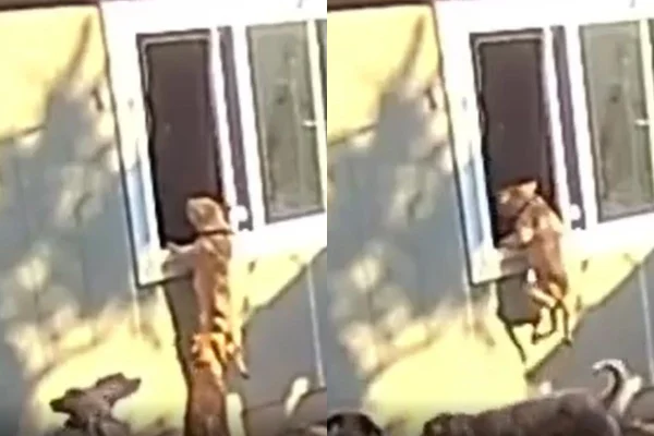 Montagem de duas imagens coloridas de cachorro invadindo cômodo