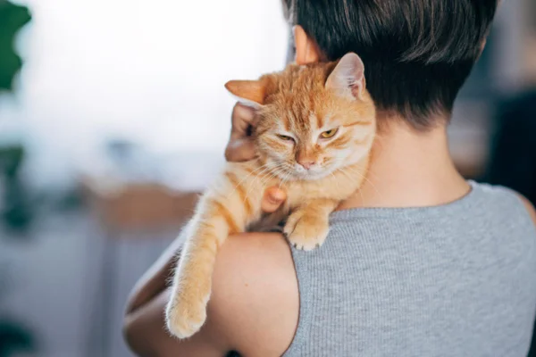 Imagem colorida de gato no colo, sendo acariciado