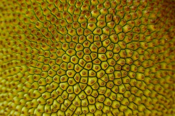 Jaca é a próxima grande tendência dos naturebas, garante o Pinterest