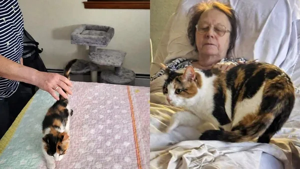 Gata e tutora que faleceu