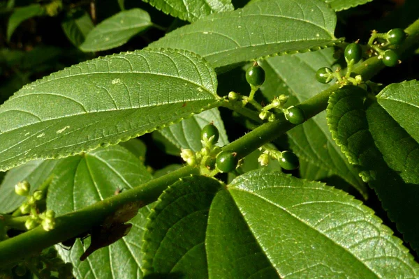 Foto colorida de planta brasileira que tem canabidiol