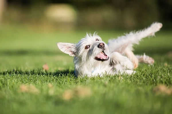 Habilidade fofa: saiba como ensinar o cachorro a rolar no chão