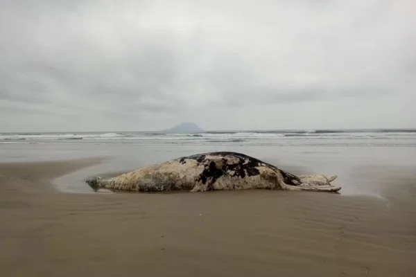 Carcaça de baleia à beira do mar - Metrópoles