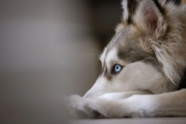 Foto colorida de um cachorro - Metrópoles