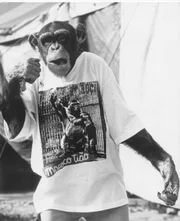 Macaco Tião foi "candidato" a prefeito do Rio de Janeiro