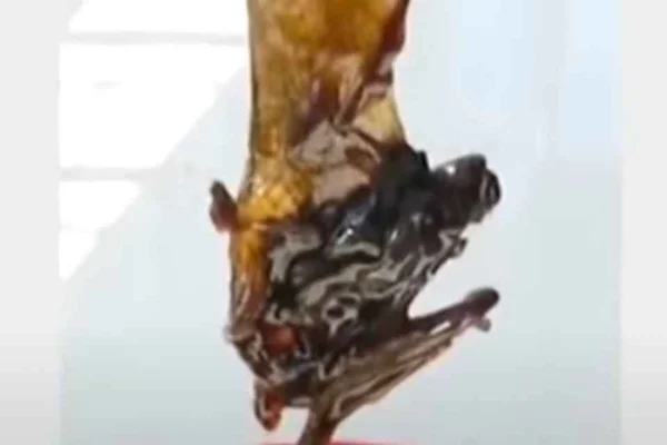 Vídeo. Morcego é achado em pote de molho após três meses de uso