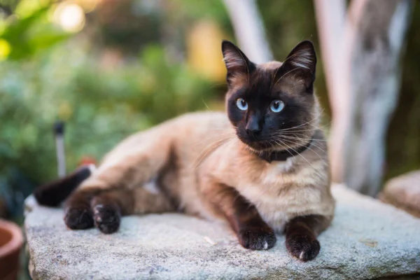 Imagem colorida de gato siamês