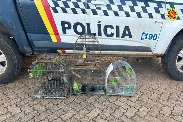 Imagem colorida mostras aves dentro de gaiola