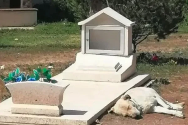 Cachorro no tumulo