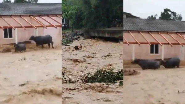 Búfalos são levados por correnteza durante fortes chuvas em Presidente Getúlio