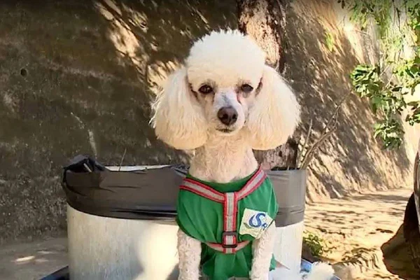 Poodle branco Algodão com uniforme verde e guia vermelha e branca posa para foto. Ele acompanha seu tutor, que é gari, no trabalho - Metrópoles