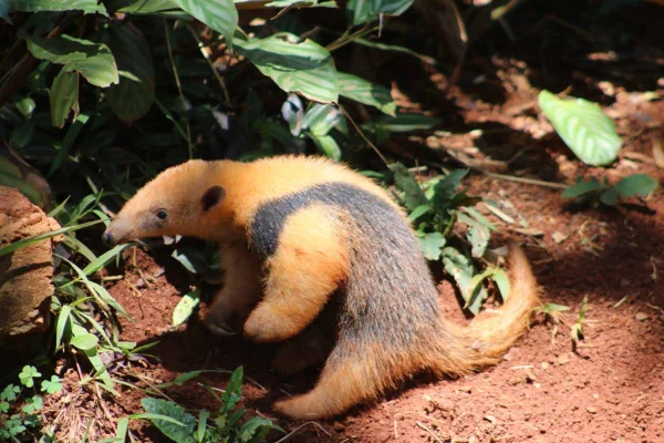 Foto de um tamanduá amarelo